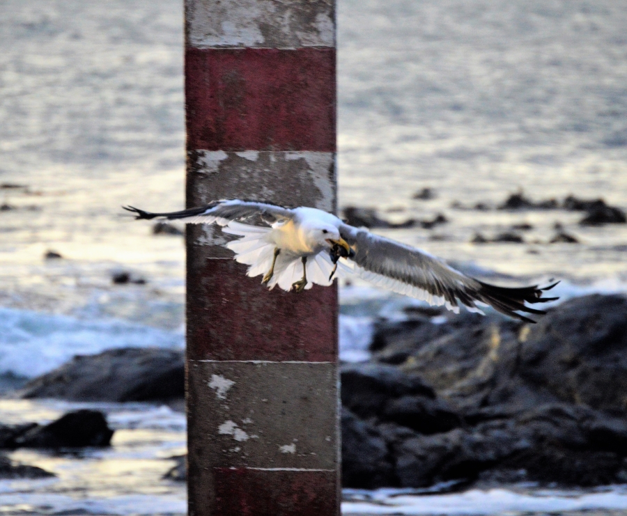 0 Bedroom Property for Sale in Steenbergs Cove Western Cape